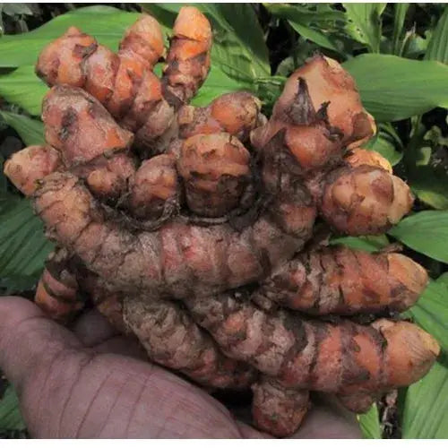 AyurHaldi Organic Turmeric Powder – 250g AYURHALDI